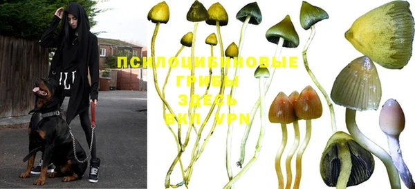 прущие грибы Новокубанск